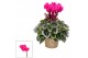 Cyclamen pers. super serie picasso Cyclamen SS Picasso Roze 22 cm diam 