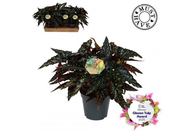 Begonia maculata Maculata Black Forest MUST HAVE5 pp 