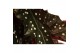 Begonia maculata Maculata Black Forest MUST HAVE5 pp 