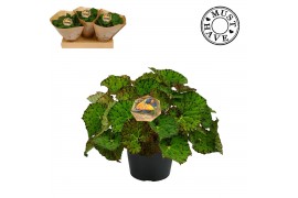 Begonia blad rex lime fever Bladbegonia Rex 17 Lime Fever Must Have2 p