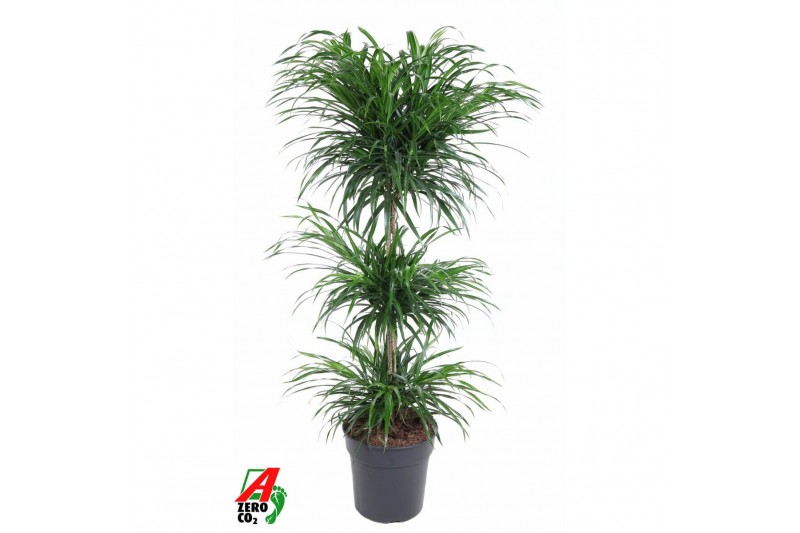 Dracaena reflexa anita Dracaena Anita Varriegata Carrousel8 pp 