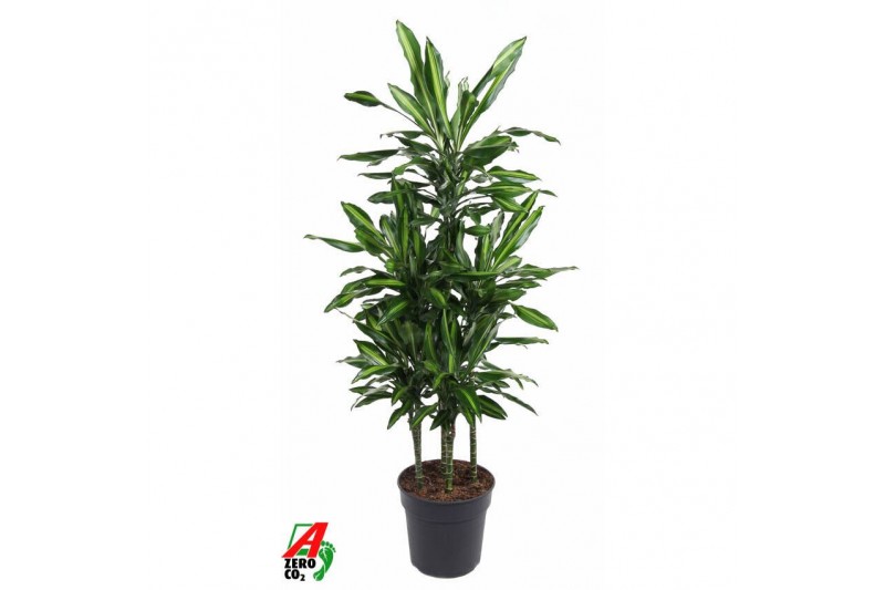Dracaena fragr. cintho Dracaena Cintho 90-carrouselpp 