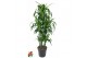 Dracaena fragr. hawaiian sunshine Dracaena Hawaiiana 90-carrouselpp 