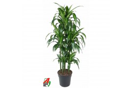Dracaena fragr. hawaiian sunshine Dracaena Hawaiiana 90-carrouselpp