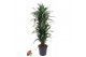 Dracaena fragr. der. ulises Dracaena Ulises vertakt P31pp 