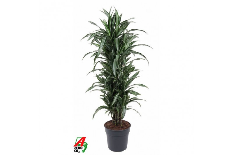 Dracaena fragr. der. ulises Dracaena Ulises vertakt P31pp 