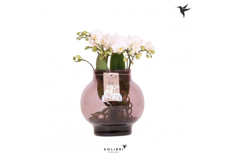 Phalaenopsis wit Kolibri Orchids Phalaenopsis Roots white in glas bowl 