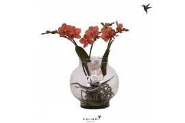 Phalaenopsis oranje Kolibri Orchids Phalaenopsis Roots orange in glas 