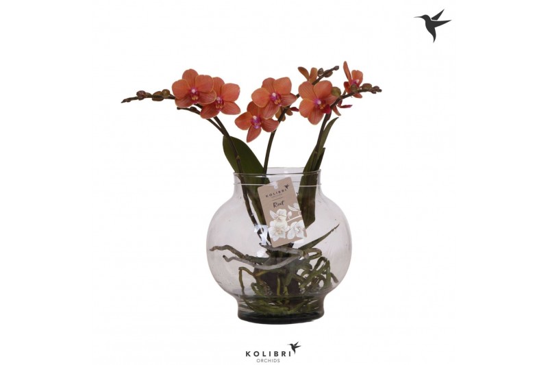 Phalaenopsis oranje Kolibri Orchids Phalaenopsis Roots orange in glas  