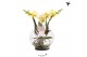Phalaenopsis geel Kolibri Orchids Phalaenopsis Roots yellow in glas bo 