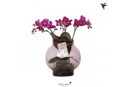 Phalaenopsis paars Kolibri Orchids Phalaenopsis Roots violet in glas b
