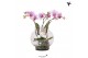 Phalaenopsis roze Kolibri Orchids Phalaenopsis Roots pink in glas bowl 