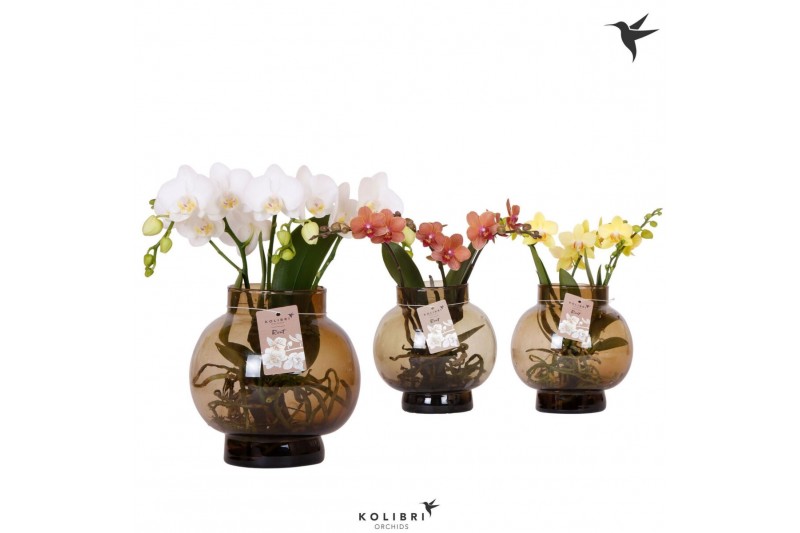 Phalaenopsis mix Kolibri Orchids Phalaenopsis Roots mix in glas bowl b 