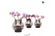 Phalaenopsis mix Kolibri Orchids Phalaenopsis Roots mix in glas bowl l 