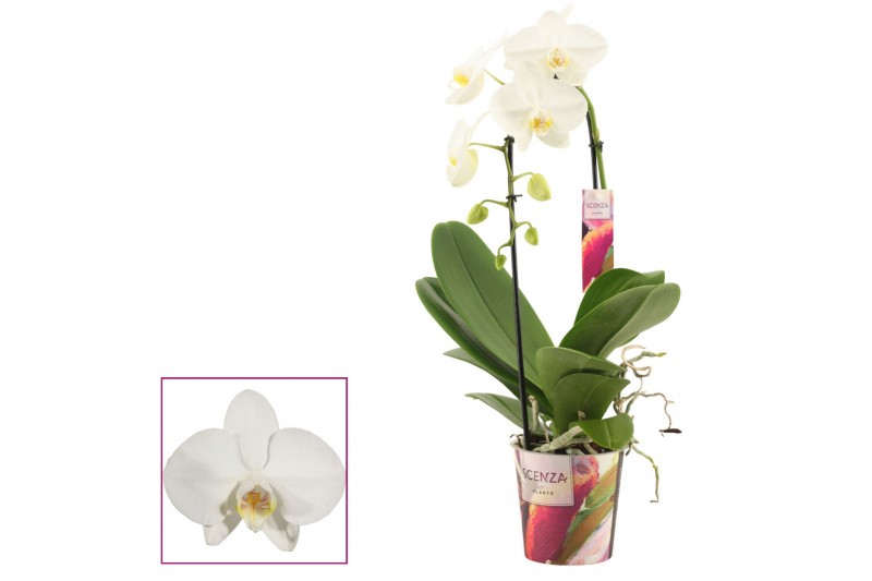 Phalaenopsis anthura madrid Phalaenopsis cascade 1 tak wit (Scenza)bl. 