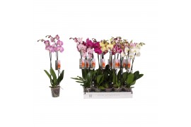 Phalaenopsis mix Phalaenopsis 6 color mix, 2-spike 14+14 bl. 2 tak/pln