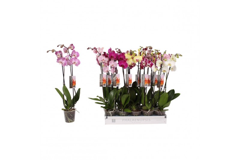 Phalaenopsis mix Phalaenopsis 6 color mix, 2-spike 14+14 bl. 2 tak/pln 