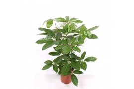 Schefflera actinophylla amate Schefflera actinophylla Amate2 pp