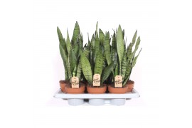 Sansevieria zeylanica