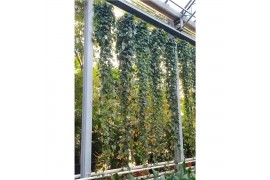 Philodendron scandens Philodendron Scandens15 pp