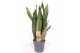 Sansevieria zeylanica Sansevieria zeylanica XL 