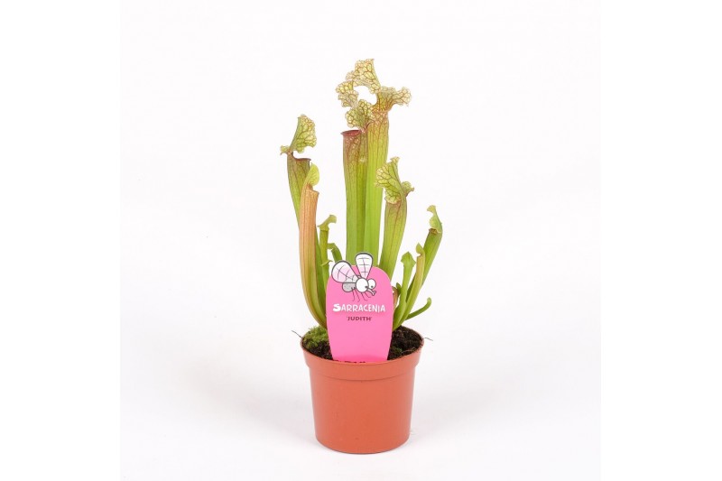 Sarracenia Sarracenia Judith 