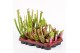 Sarracenia Sarracenia mix 