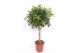 Ficus Ficus Nitida4 pp 