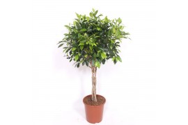 Ficus Ficus Nitida4 pp
