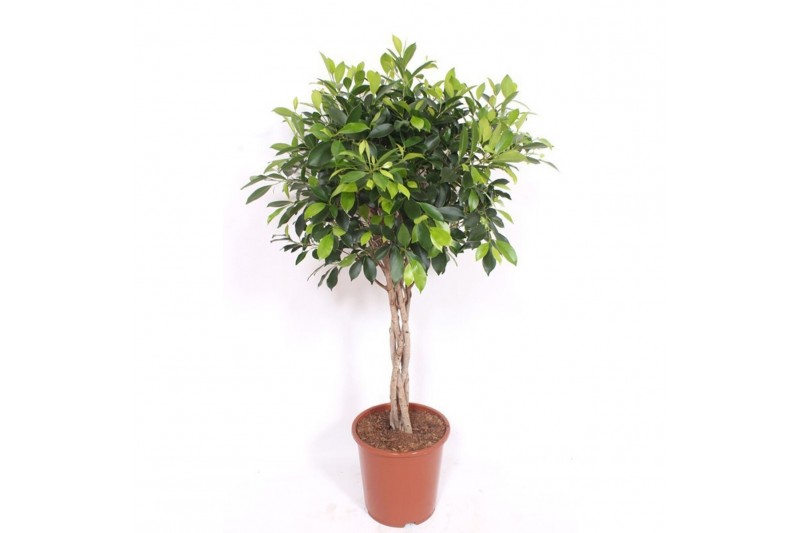 Ficus Ficus Nitida4 pp 