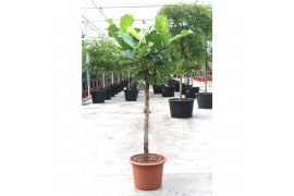 Ficus lyrata Ficus lyrata1 pp