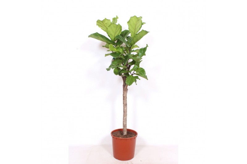 Ficus lyrata Ficus lyrata1 pp 