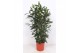 Ficus cyathistipula Ficus Cyathistipula 3pp3 pp 