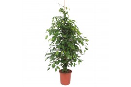 Ficus benjamina exotica Ficus Exotica4 pp