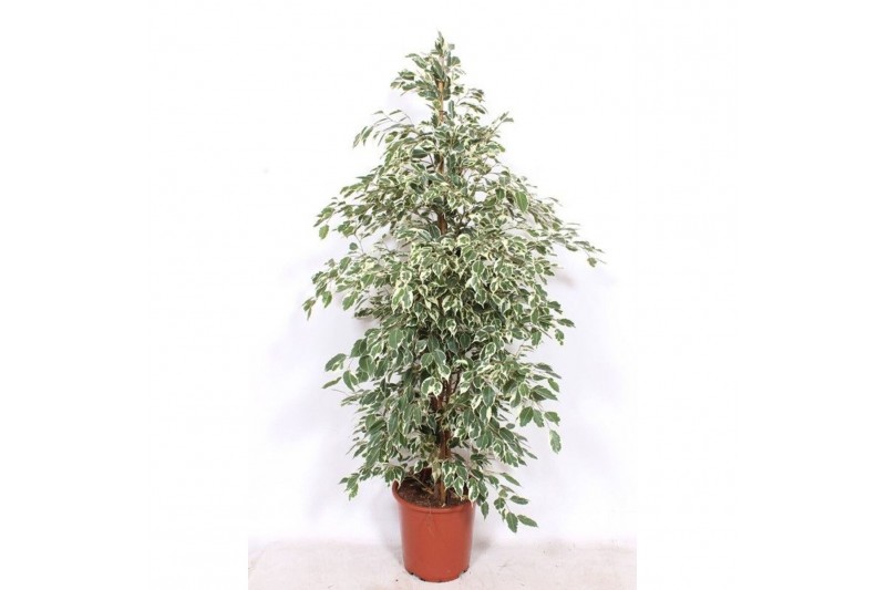 Ficus benj. twilight Ficus Twilight4 pp 