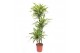 Dracaena fragr. der. lemon lime Dracaena Lemon Lime3 pp 