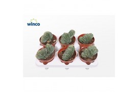 Cactus Marginatocereus Marginatus Cristata