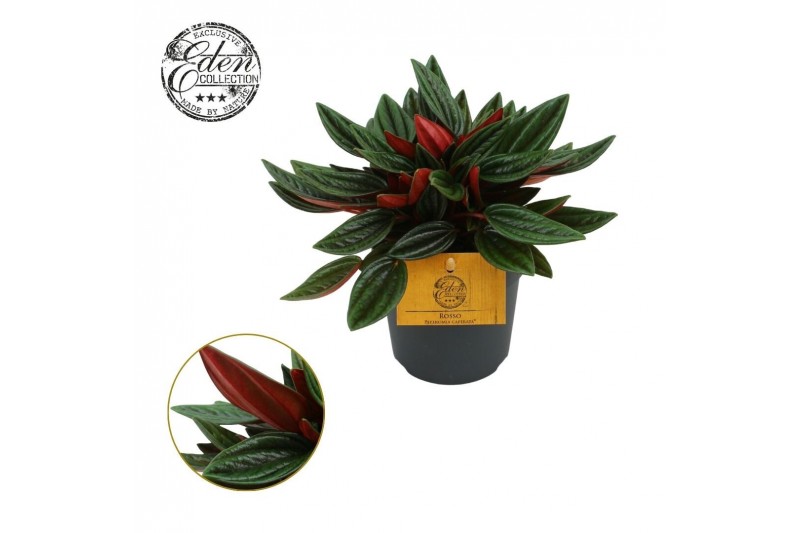 Peperomia caperata rosso Peperomia Rosso 10,5cm (geen MPS) 3 pp 