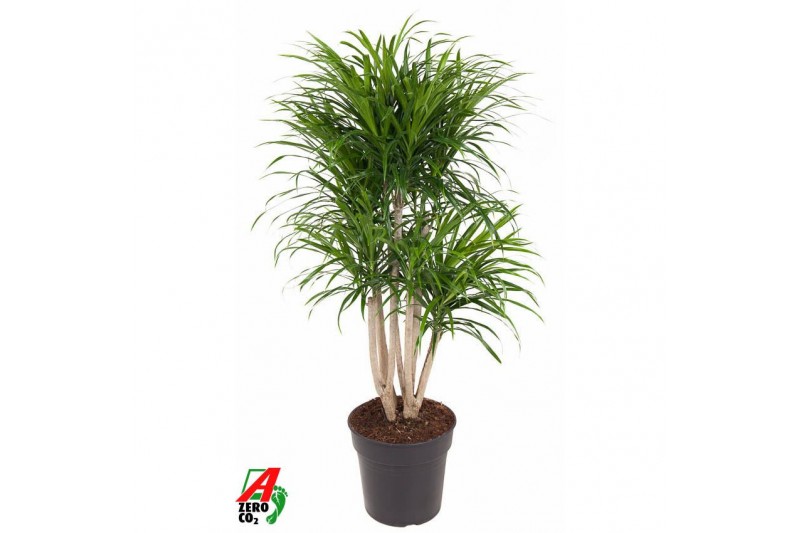 Dracaena reflexa anita Dracaena Anita vertakt P27pp 