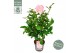 Camellia japonica Camellia jap. Nuccios Cameo Premium25 bl. 