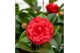 Camellia japonica Camellia jap. Black Lace Premium25 bl. 