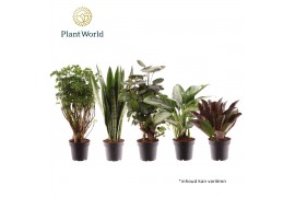 Kamerplanten mix Groenmix Bali (diverse soorten) 2 pp