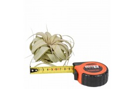 Tillandsia xerographica tillandsia xerographica x151 bl.