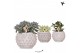 Succulenten mix Kolibri Greens Succulenten mix in Marrakesh pot gold c 