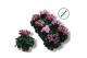 Cyclamen pers. super serie compact fuji Cyclaam-FUJI MIX 20 cm diamete 
