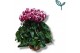 Cyclamen pers. super serie compact fuji Cyclaam-FUJI MIX 20 cm diamete 