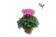 Cyclamen pers. super serie compact Cyclaam-LICHT ROZE 17 cm diameter l 