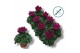 Cyclamen pers. super serie compact Cyclaam-PAARS 17 cm diameter paars 