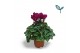Cyclamen pers. super serie compact Cyclaam-PAARS 17 cm diameter paars 