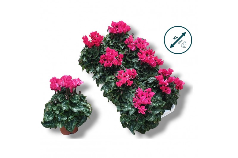 Cyclamen pers. super serie compact Cyclaam-ROZE 17 cm diameter roze 